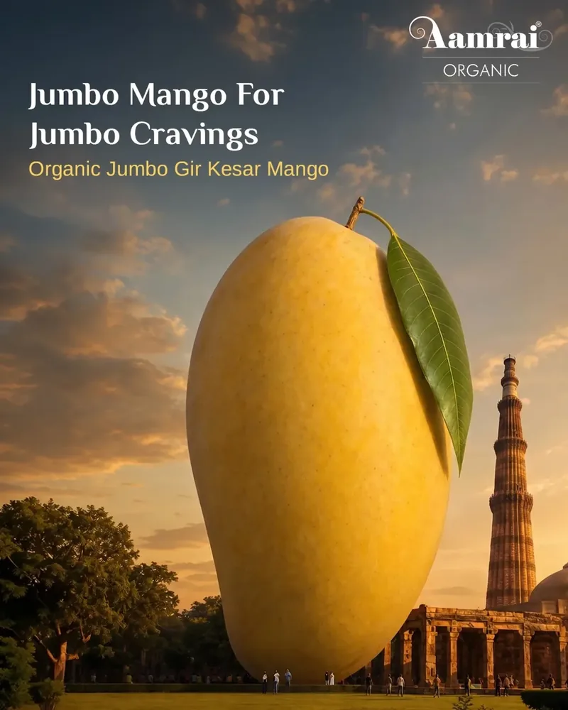 Aamrai Organic Instagram post: a giant Gir Kesar mango at sunset, "Jumbo Mango For Jumbo Cravings"