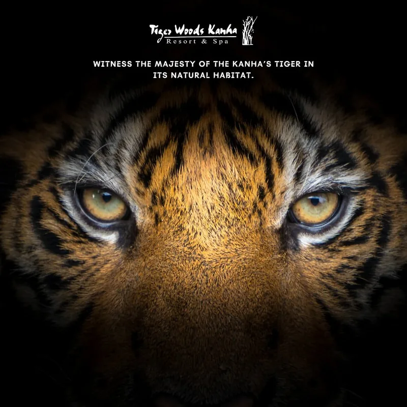 Tiger Woods Kanha Resort Instagram post: close-up of a tiger's eyes